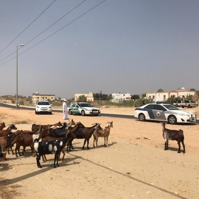 الجمعية الخيرية بجمعة ربيعة تعلن عن موعد صرف سلال غذائية