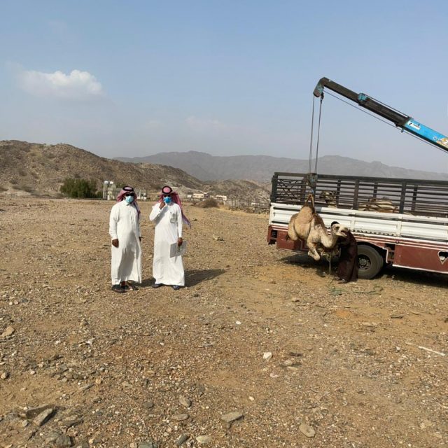 مصرع مواطن بعد تعرضة لهجوم من أسد