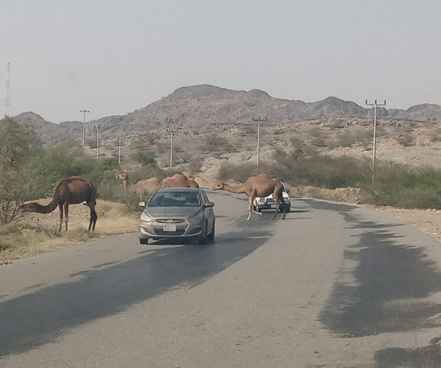 مركز هيئة الأمر بالمعروف بجمعة ربيعة يشارك في مبادرة عسير الخضراء