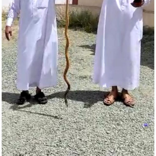 الشباب.معيض هيازع الربعي عريساً