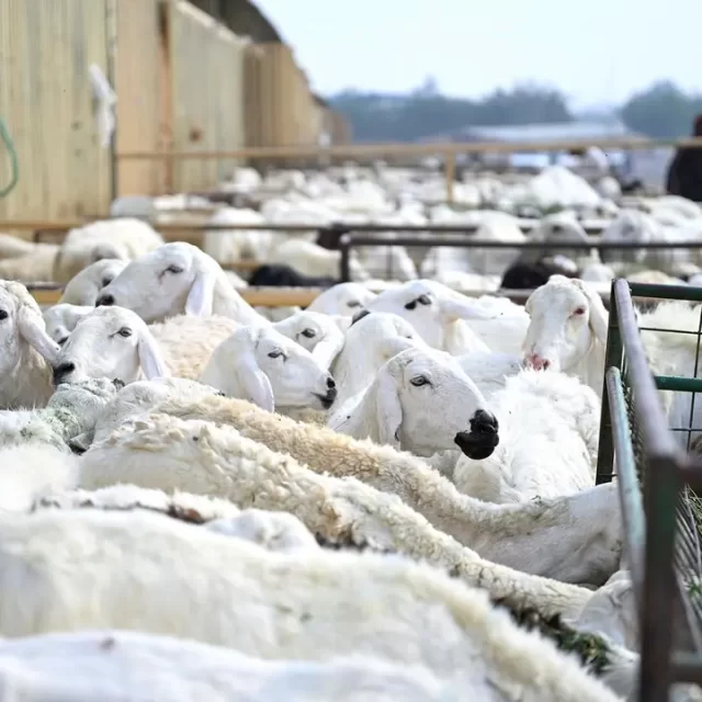 الشيخ حامد بن حسين الشهري يهنئ القيادة بمناسبة عيد الأضحى المبارك للعام 1445