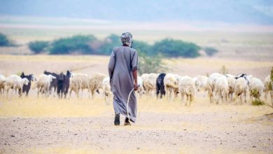 مكافأة نهاية خدمة وإجازة أسبوعية و8 ساعات عمل يوميًا.. اعتماد لائحة جديدة لعمال الزراعة و الرعاة 4 ٢٠٢٥١٢١٣ ٠٢١٥١٤ 1