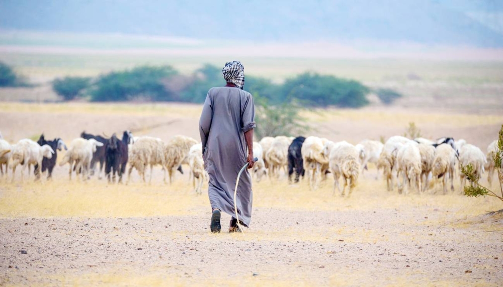 مكافأة نهاية خدمة وإجازة أسبوعية و8 ساعات عمل يوميًا.. اعتماد لائحة جديدة لعمال الزراعة و الرعاة 1 ٢٠٢٥١٢١٣ ٠٢١٥١٤ 1