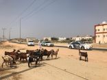 في أولى جولاتها لجنة المواشي السائبة ترصد وتضبط عدد من المواشي بمركز ثلوث المنظر