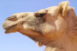 المفتي العام.وافق على استبدال الأبقار بالإبل في الهدي