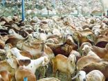 وصول مواشي مستوردة لمواجهةالحفاظ على ثبات الأسعار