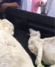 ضبط وافد عربي يقوم بشراء الأغنام المريضة والميتة بأحد الأسواق بجدة