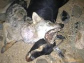 بالصور في حادثة غريبة ماعز تتمكن من قتل ذئب بعد أن هاجم مزرعة غرب الرياض