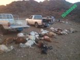 بالصور صاعقة تقتل 53راس من الاغنام بقريه صيفر بجمعه ربيعة