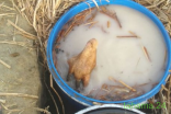 ظبط مصنع خمور برؤوس الماعز في محائل